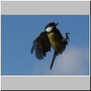 Parus major - Kohlmeise 11.jpg